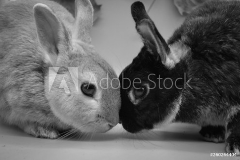 Picture of Lolo y Nano